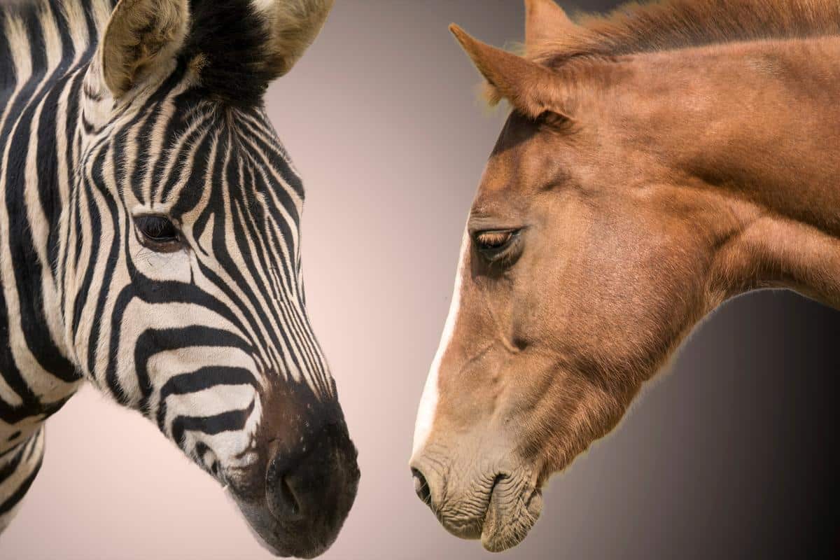 pferd und zebra
