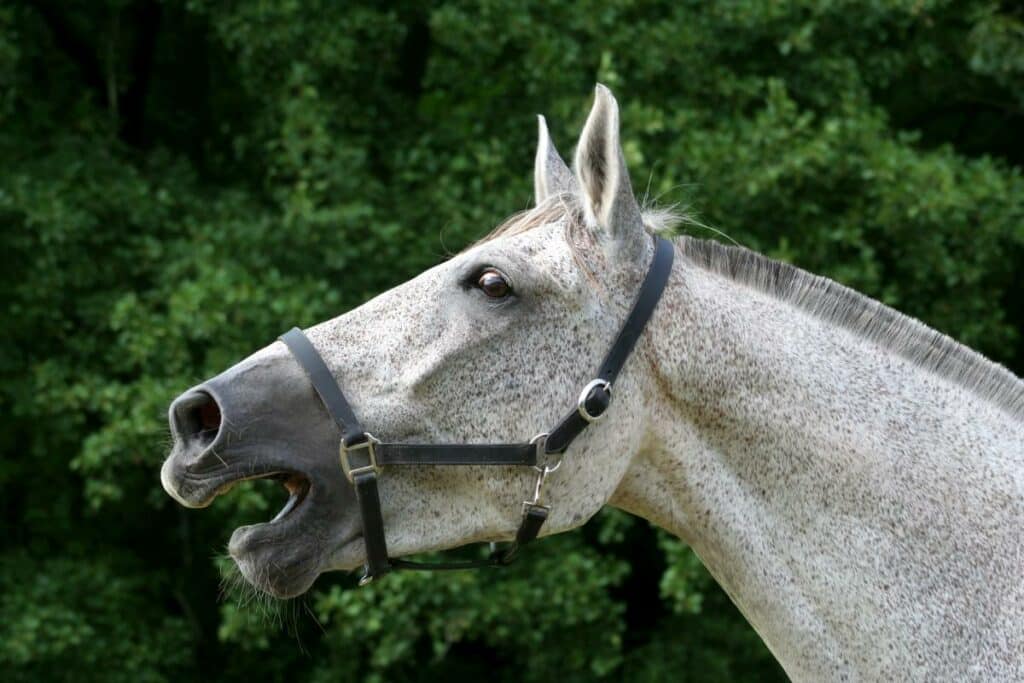 was machen pferde für geräusche