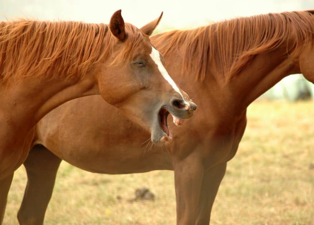was machen pferde für geräusche
